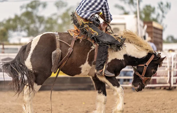 Vaquero Montando Tronco Rodeo Por Campo Australia —  Fotos de Stock