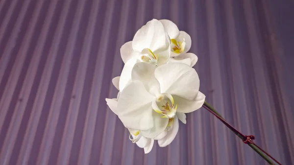 Beautiful White Orchid Only Center Focus Background Iron Wall — Stock fotografie