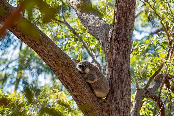 Australijski Miś Koala Śpiący Widelcu Drzewa — Zdjęcie stockowe