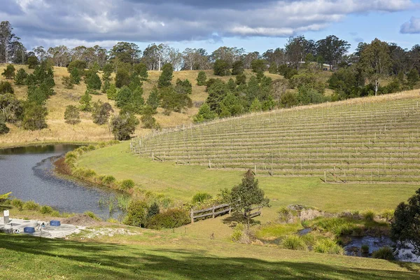 A vineyard on a sloping hillside with trees in foreground and background. Grape vines planted in rows.