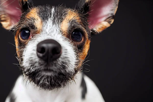 Portrait Illustratif Rat Terrier Visage Chien Gros Plan Graphique Cinéma — Photo