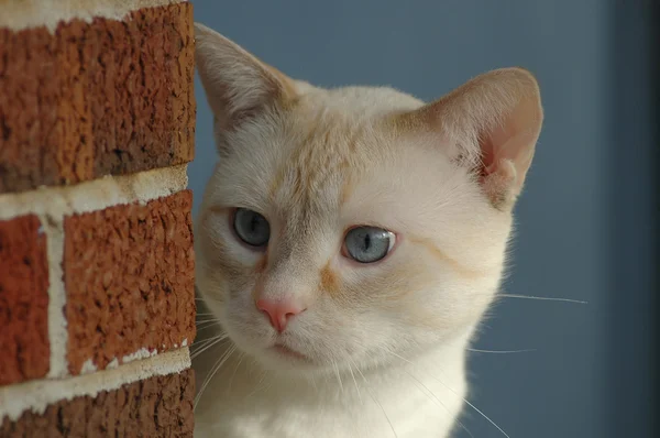 Mavi gözlerle bakıyordu kedi — Stok fotoğraf