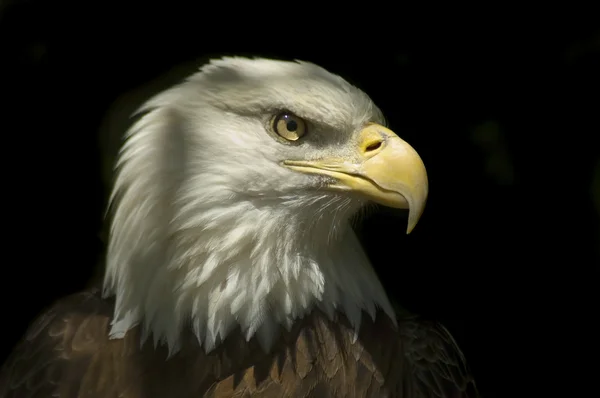 Cabeza de águila calva —  Fotos de Stock