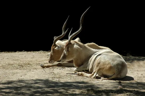 Antílopes descansando — Fotografia de Stock