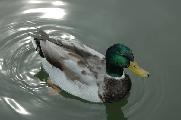 Pato e reflexões — Fotografia de Stock