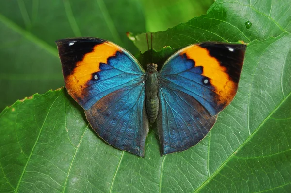 Borboleta descansando — Fotografia de Stock