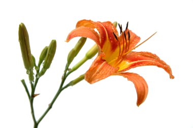 Lily turuncu tonlarında