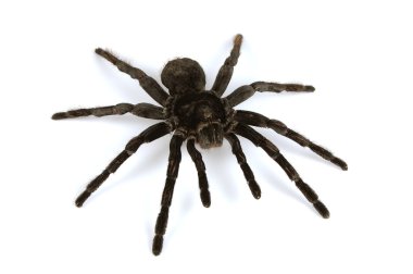 siyah tarantula