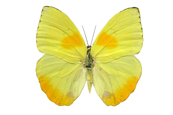 Butterfly in yellow tones — Stock Photo, Image