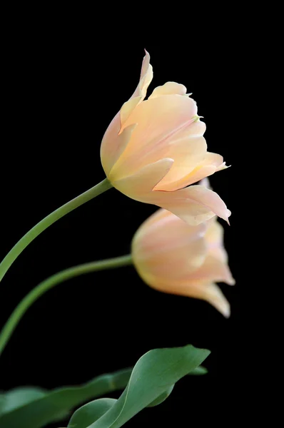 Tulips isolated against a black background — Stock Photo, Image