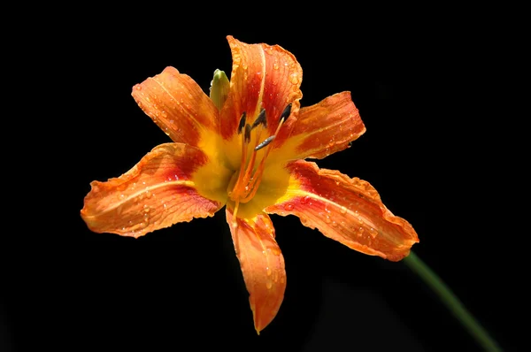 Lilie v oranžových tónech — Stock fotografie