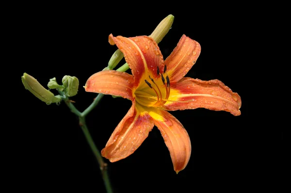 Lilie v oranžových tónech — Stock fotografie