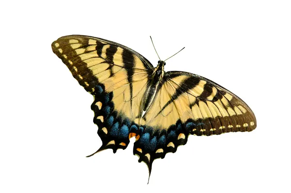 Doğu tiger swallowtail kelebek