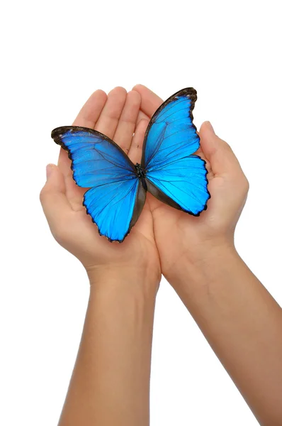 Mãos segurando uma borboleta azul — Fotografia de Stock