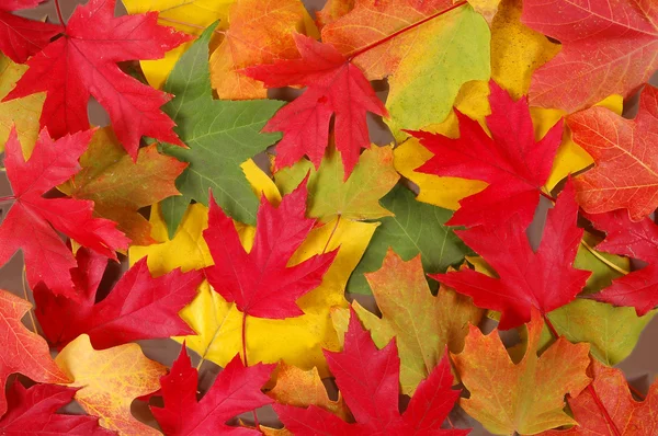 Осенние листья Лицензионные Стоковые Фото