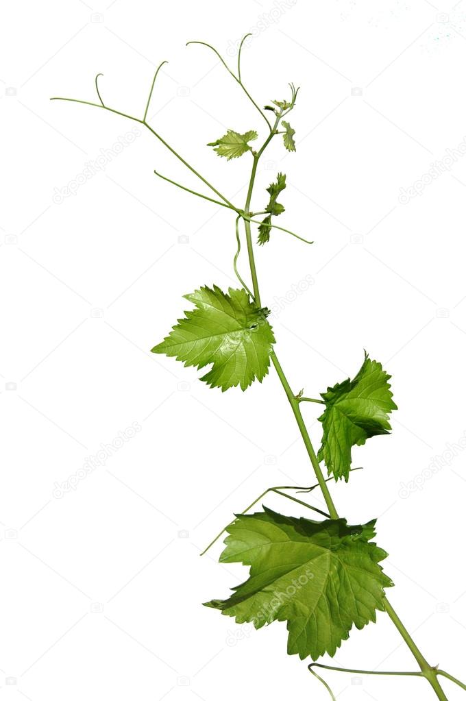 Vine leaves isolates on white