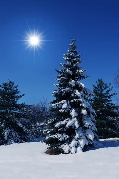 Winter scene with bright sun — Stock Photo, Image