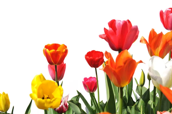 Тюльпани різних кольорів ізольовані на білому — стокове фото