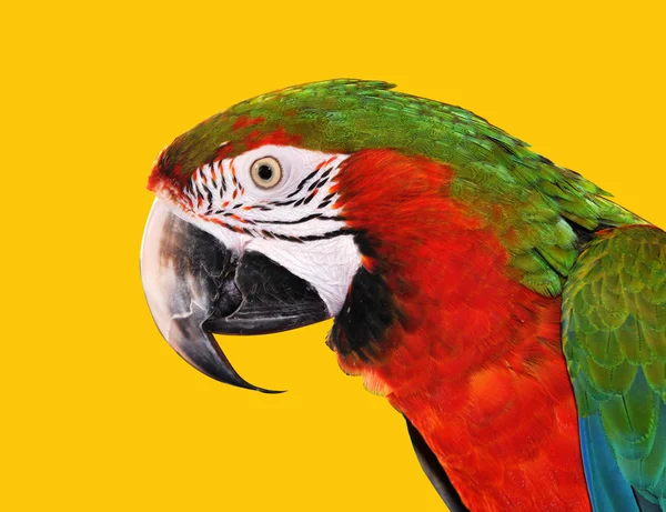 Papuga czerwony niebieski Ara — Zdjęcie stockowe