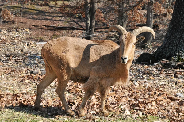 Goat in the wild — Stock Photo, Image