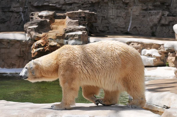 Polar Bear walking Stock Photo