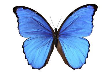 Butterfly in blue tones clipart