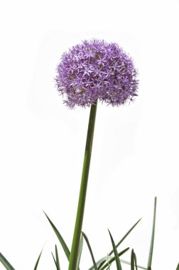 Dev allium çiçek