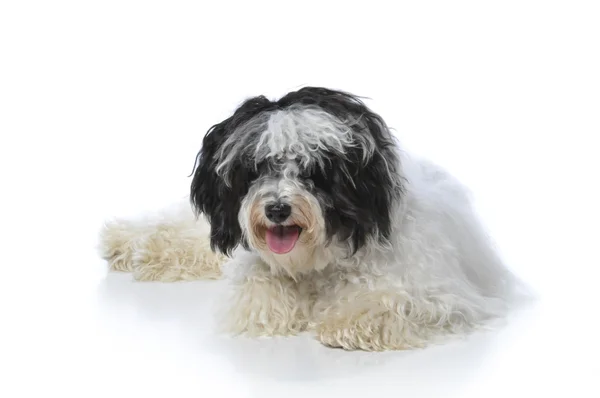 Havanese dog — Stock Photo, Image