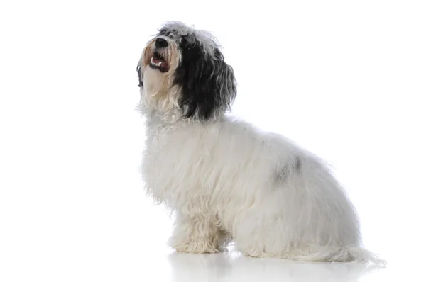 Havanese dog — Stock Photo, Image