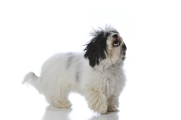 Havanese dog — Stock Photo, Image