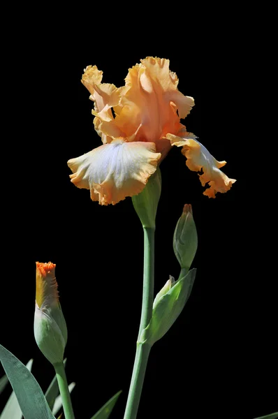 アイリスの花 — ストック写真