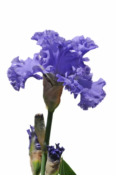 Iris blommor — Stockfoto