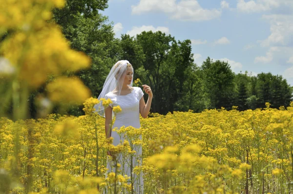 Novia en un campo de flores —  Fotos de Stock