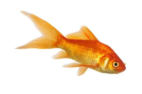 Золота Риба — стокове фото