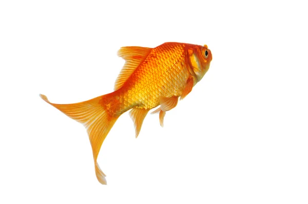 Gold Fish — Stock Photo, Image