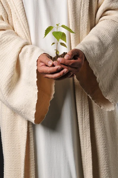 Jesús manos sosteniendo una planta — Foto de Stock