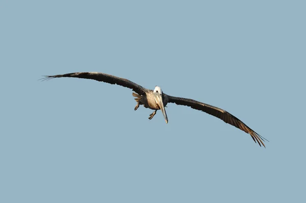 Pelikaan tijdens de vlucht — Stockfoto