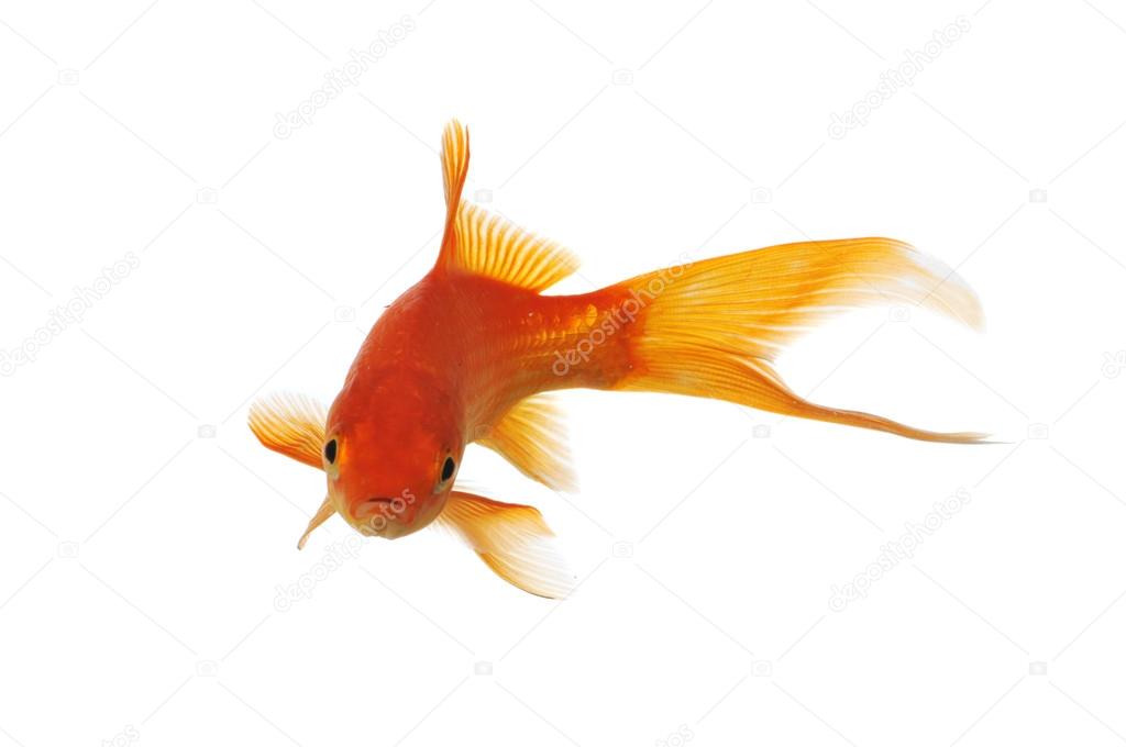 金魚写真素材 ロイヤリティフリー金魚画像 Depositphotos 金魚写真素材 ロイヤリティフリー金魚画像 Depositphotos