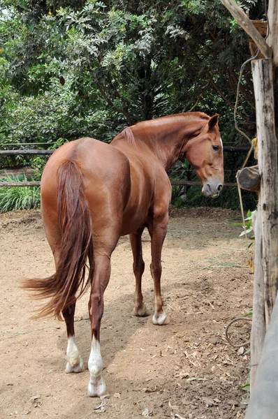 Peruanisches Pferd "de paso" — Stockfoto