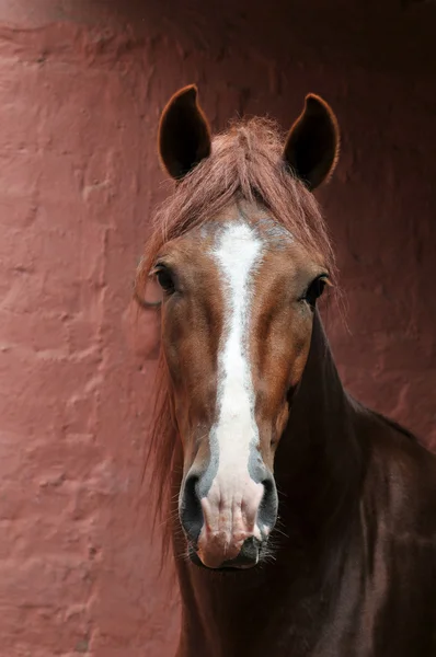 Perui ló "caballo de paso portréja" — Stock Fotó