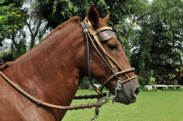 Porträt des peruanischen Pferdes "caballo de paso" — Stockfoto