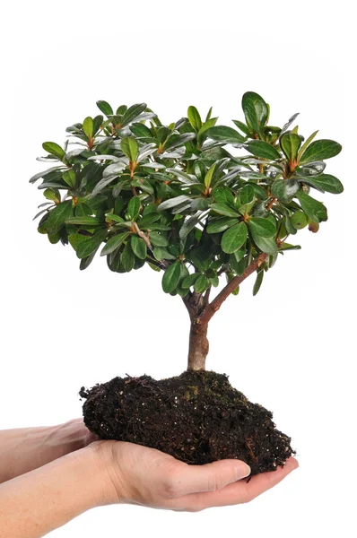 Hands holding a tree Stock Image