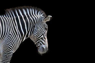 zebra portresi