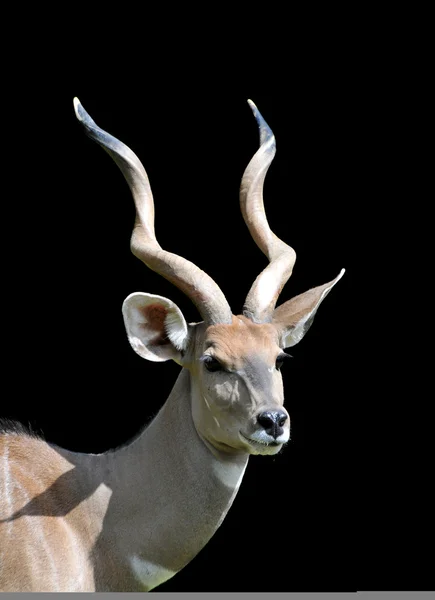 Antelope's portrait — Stock Photo, Image