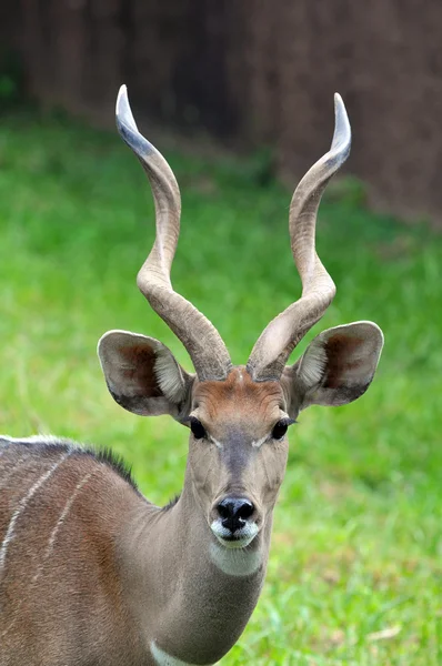 Retrato de Antelope —  Fotos de Stock