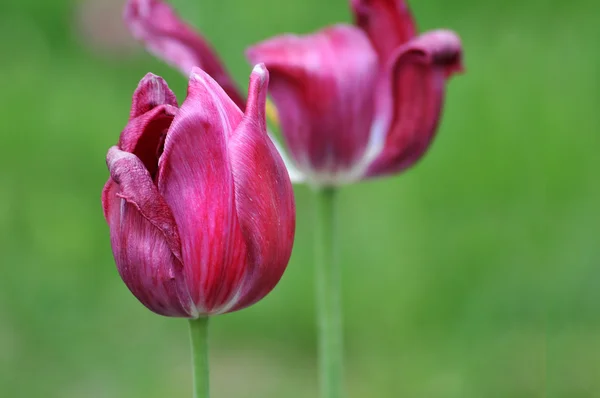 Close up de tulipas — Fotografia de Stock