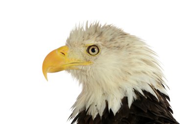 bald eagle portresi