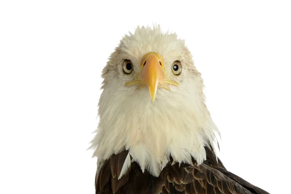 Πορτρέτο του φαλακρός αετός — Φωτογραφία Αρχείου