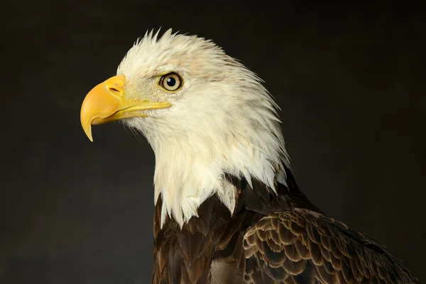 Portret van bald eagle — Stockfoto