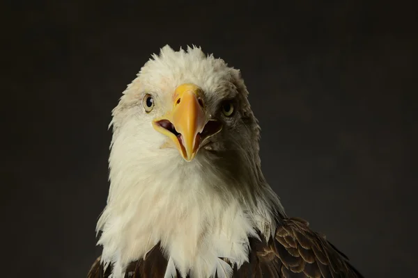 Retrato de águila calva —  Fotos de Stock